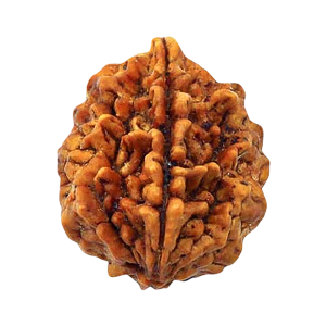 2 Mukhi Rudraksha